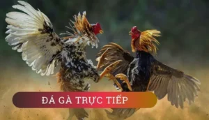Hướng Dẫn Cá Cược Đá Gà GA28 Tại HitClub Để Trở Thành Cao Thủ Chuyên Nghiệp