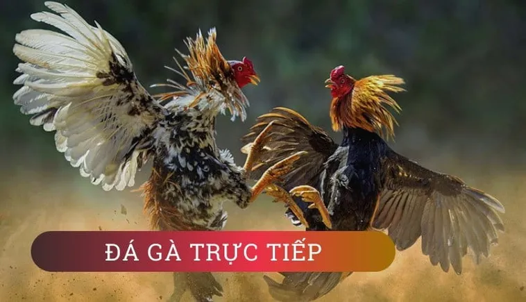 Hướng Dẫn Cá Cược Đá Gà GA28 Tại HitClub Để Trở Thành Cao Thủ Chuyên Nghiệp