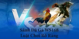 Khám Phá Sảnh Đá Gà WS168 Tại HitClub Đỉnh Cao Của Những Trận Đấu Kịch Tính